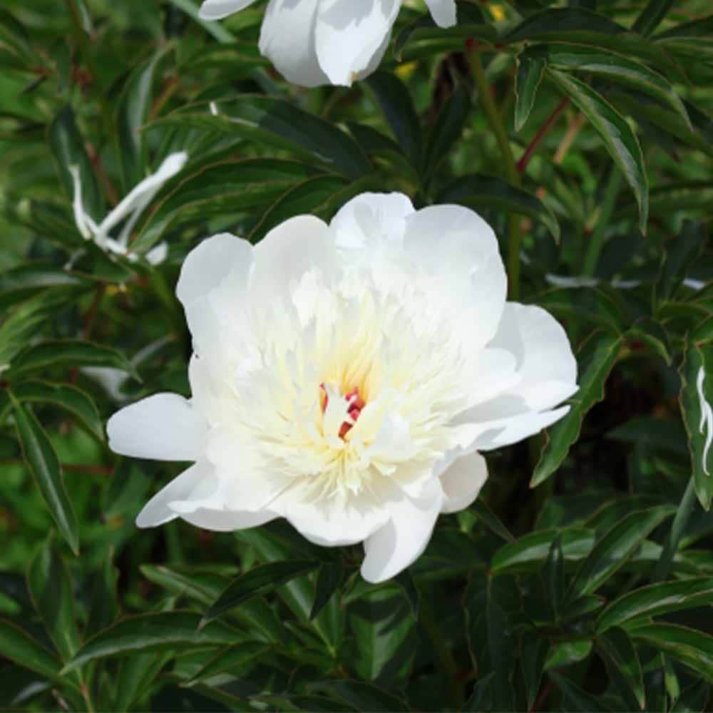 シャクヤク 花香殿(かこうでん) 【花木苗 4号／1個売り】