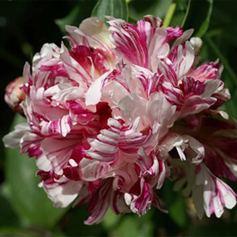 ヤマアジサイ 海峡(カイキョウ)【花苗 4.5号ポット】｜ 【植物の