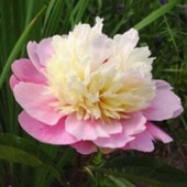 シャクヤク ソルベット 【花木苗 4号／1個売り】|植木・花木