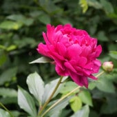 シャクヤク マーシャル 【花木苗 4号／1個売り】|植木・花木