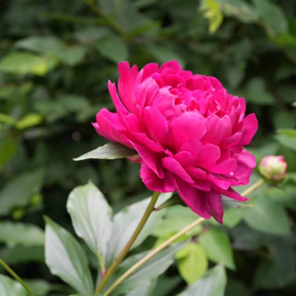 シャクヤク マーシャル 【花木苗 4号／1個売り】