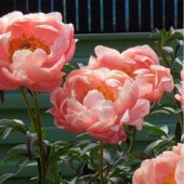 シャクヤク コーラルチャーム 【花木苗 4号／1個売り】|植木・花木