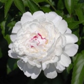 シャクヤク ラテンドール 【花木苗 4号／1個売り】|植木・花木