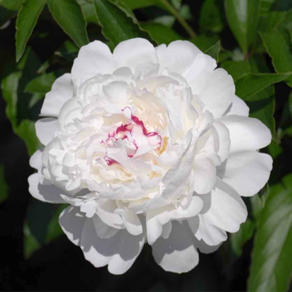 シャクヤク ラテンドール 【花木苗 4号／1個売り】