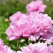 シャクヤク サラベルナール 【花木苗 4号／1個売り】|植木・花木