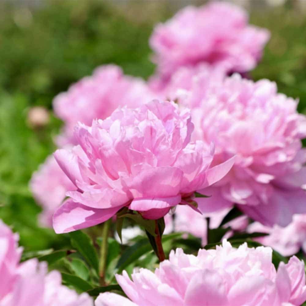 シャクヤク サラベルナール 【花木苗 4号／1個売り】