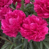 シャクヤク リチャードカーバー 【花木苗 4号／1個売り】|植木・花木