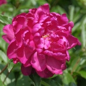 シャクヤク 夕映 【花木苗 4号／1個売り】|植木・花木