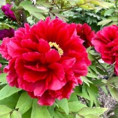 牡丹 新日月 【花木苗 4.5号／1個売り】|植木・花木