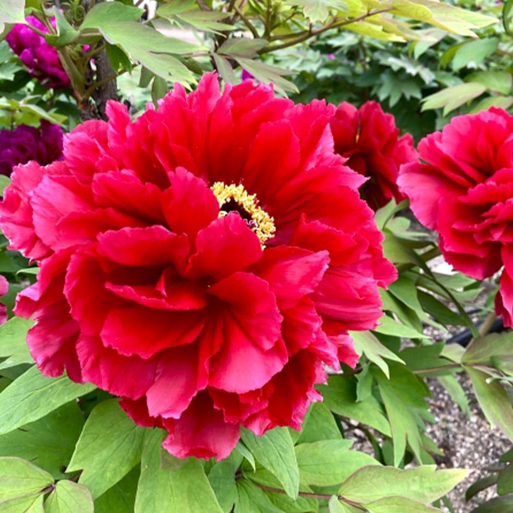 牡丹 新日月 【花木苗 4.5号／1個売り】｜ 【植物のITANSE】全品