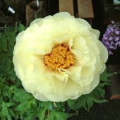 牡丹 黄冠 【花木苗 4.5号／1個売り】|植木・花木