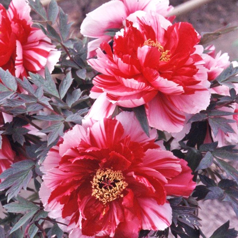 牡丹 島錦 【花木苗 4.5号／1個売り】｜ 【植物のITANSE】全品