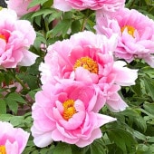 牡丹 八千代椿 【花木苗 4.5号／1個売り】|植木・花木