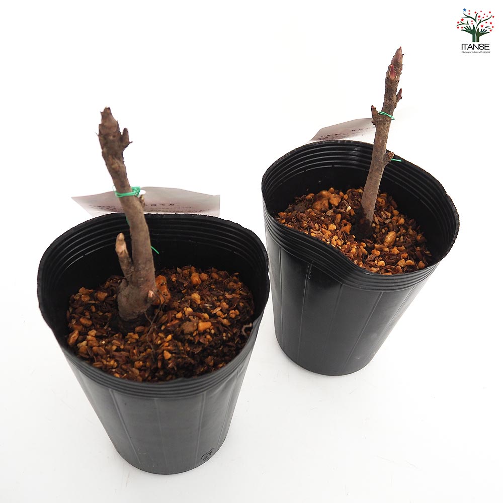 牡丹 島大臣 【花木苗 4.5号／1個売り】｜ 【植物のITANSE】全品