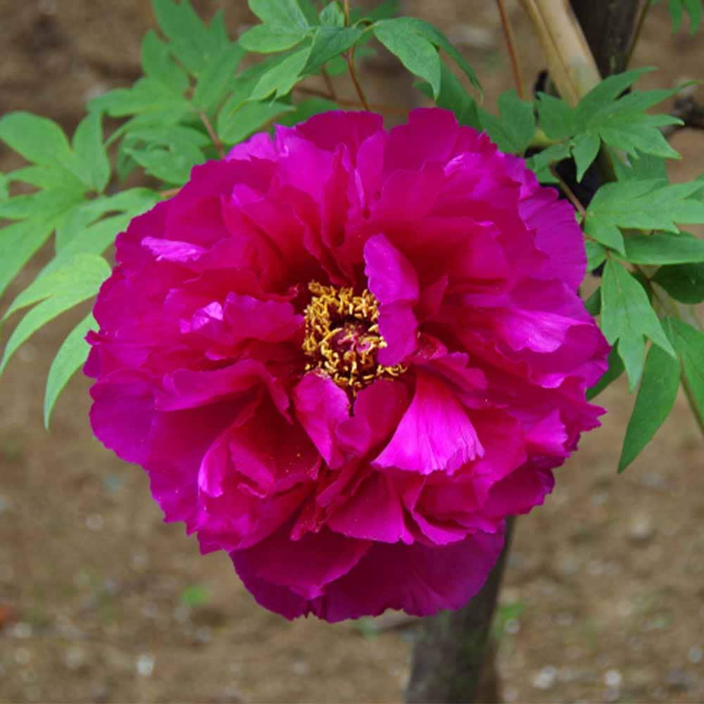 牡丹 島大臣 【花木苗 4.5号／1個売り】｜ 【植物のITANSE】全品