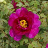 牡丹 豊明 【花木苗 4.5号／1個売り】|植木・花木