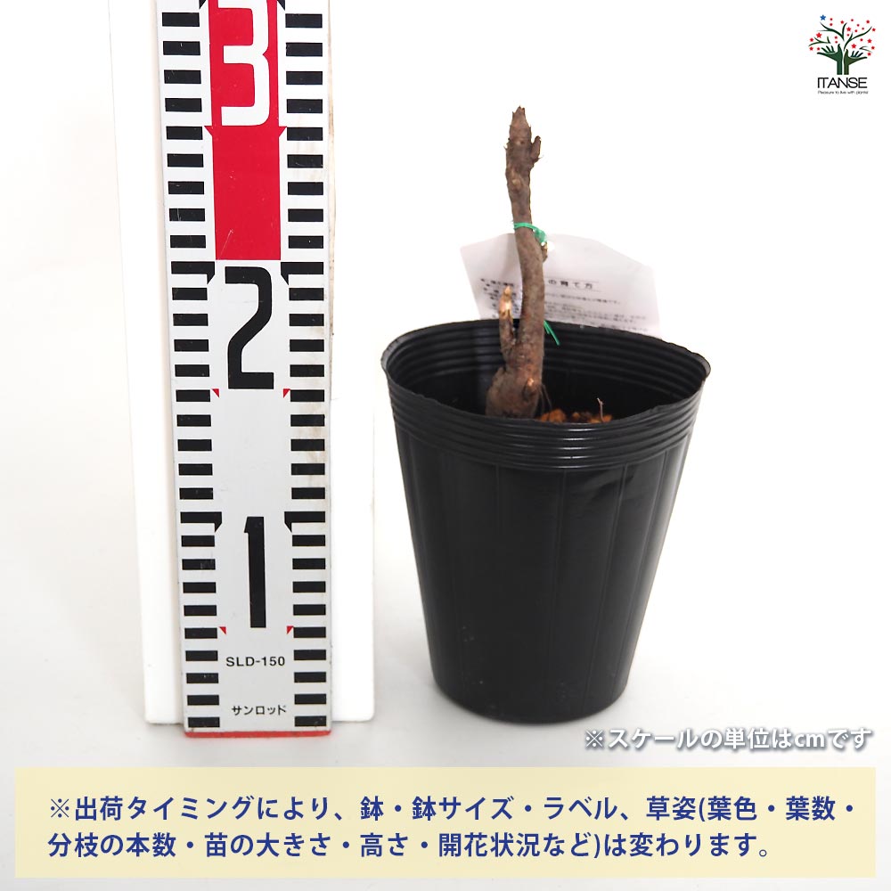 牡丹 連鶴 【花木苗 4.5号／1個売り】｜ 【植物のITANSE】全品
