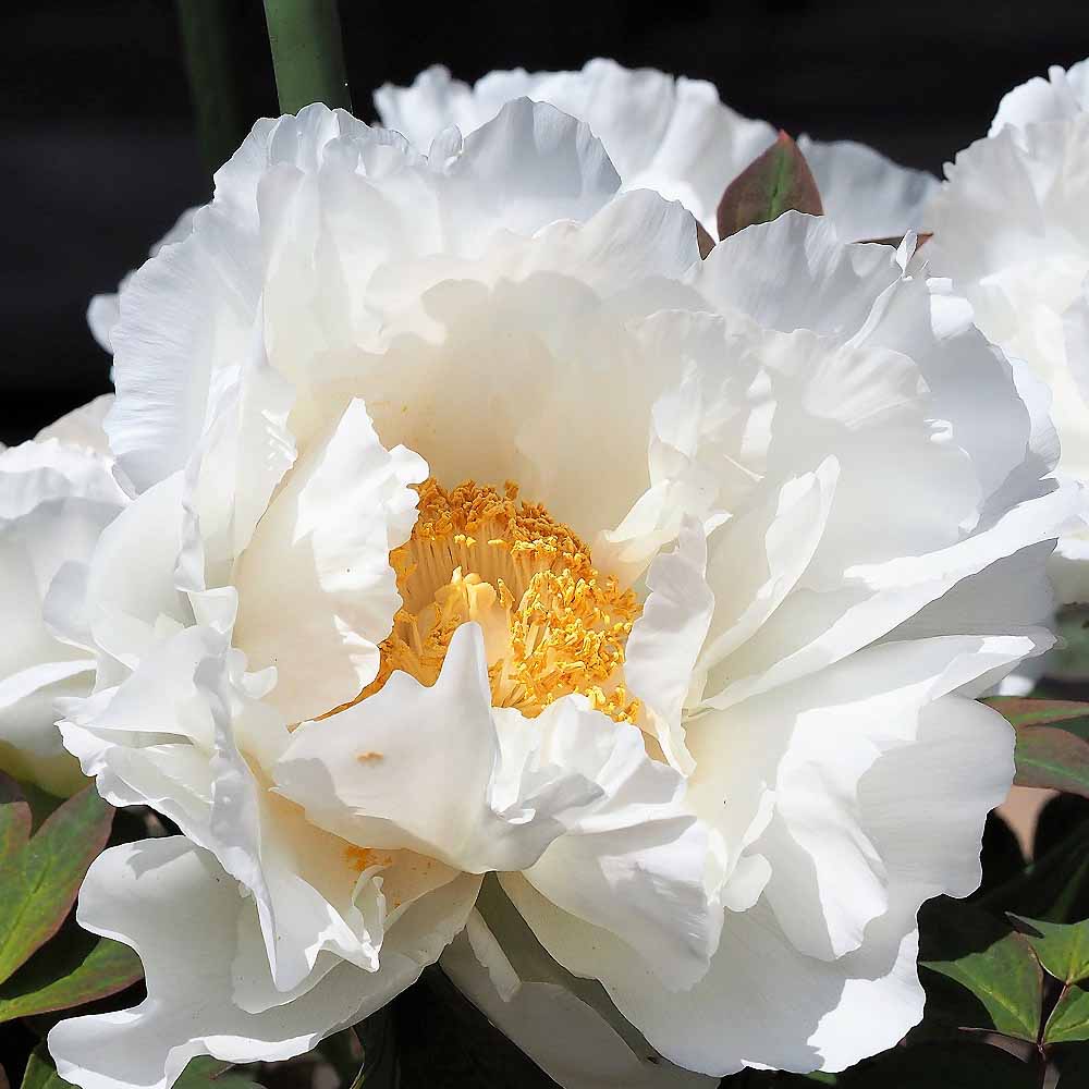 牡丹 連鶴 【花木苗 4.5号／1個売り】｜ 【植物のITANSE】全品