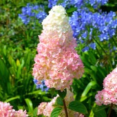 ハイドランジア バニラストロベリー 【花木苗 3.5号／1個売り】|植木・花木