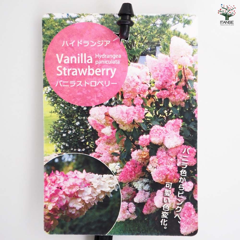 ハイドランジア バニラストロベリー 【花木苗 3.5号／1個売り