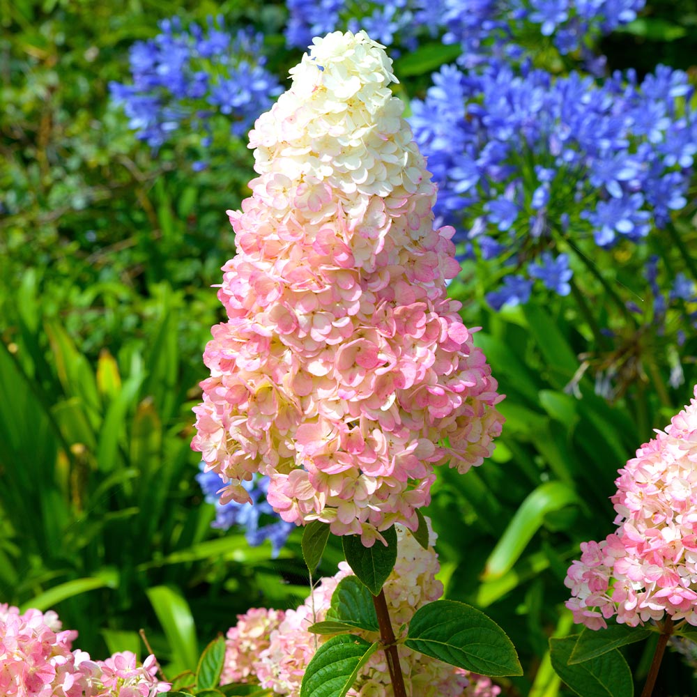 ハイドランジア バニラストロベリー 【花木苗 3.5号／1個売り】