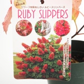 ドワーフ柏葉あじさい ルビースリッパーズ 【花木苗 4号／1個売り】|植木・花木