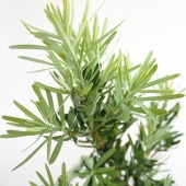 イヌマキ モンマール 【花木苗 6号／1個売り】|植木・花木