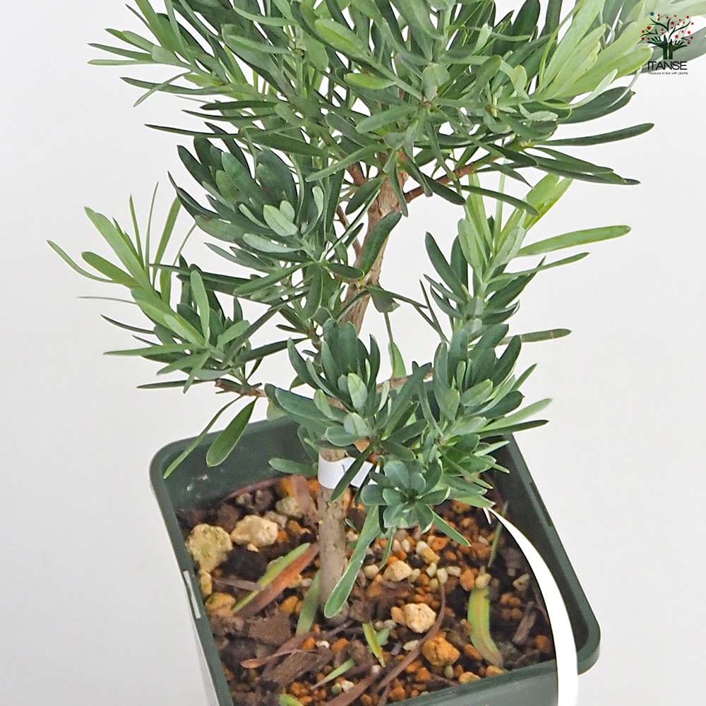 イヌマキ モンマール 【花木苗 6号／1個売り】｜ 【植物のITANSE
