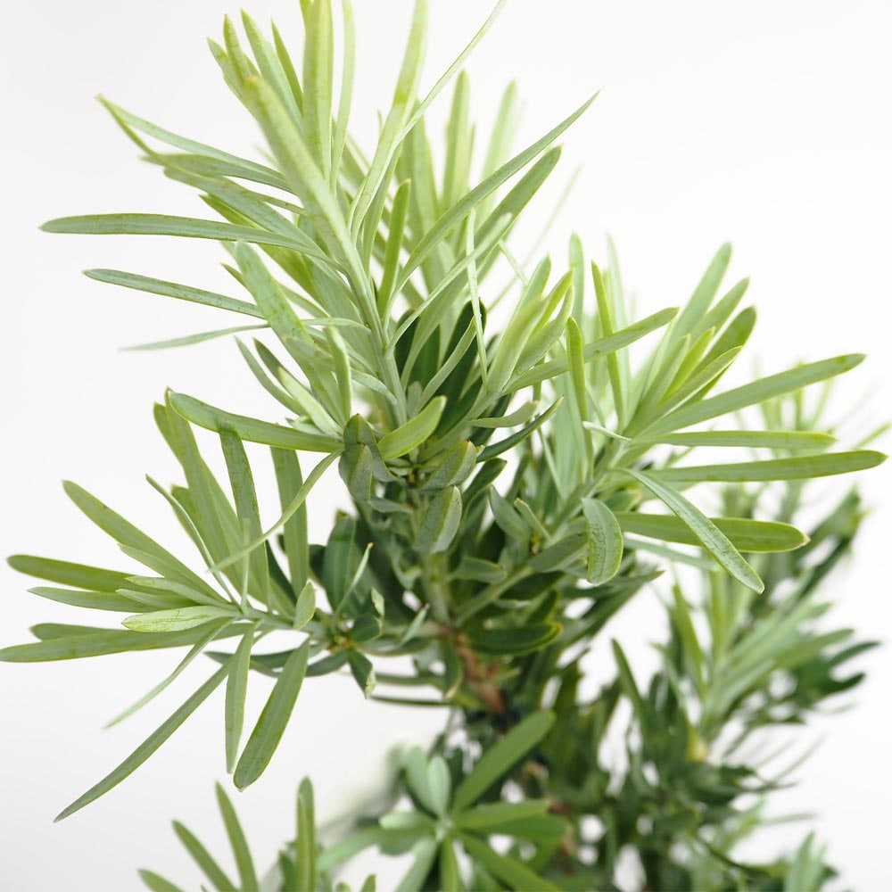 イヌマキ モンマール 【花木苗 6号／1個売り】