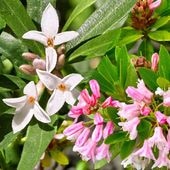 四季咲きジンチョウゲ エターナル【花木苗 3.5号】|植木・花木