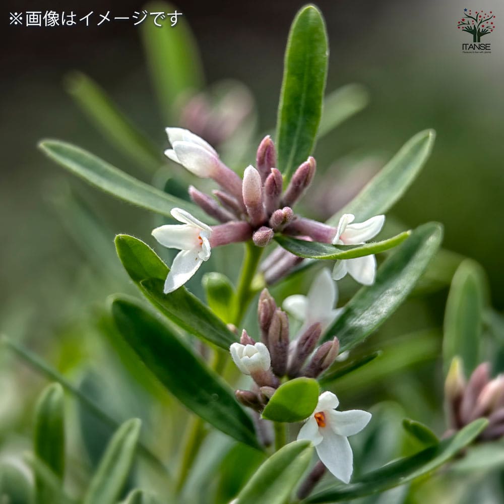 四季咲きジンチョウゲ エターナル【花木苗 3.5号】｜ 【植物の