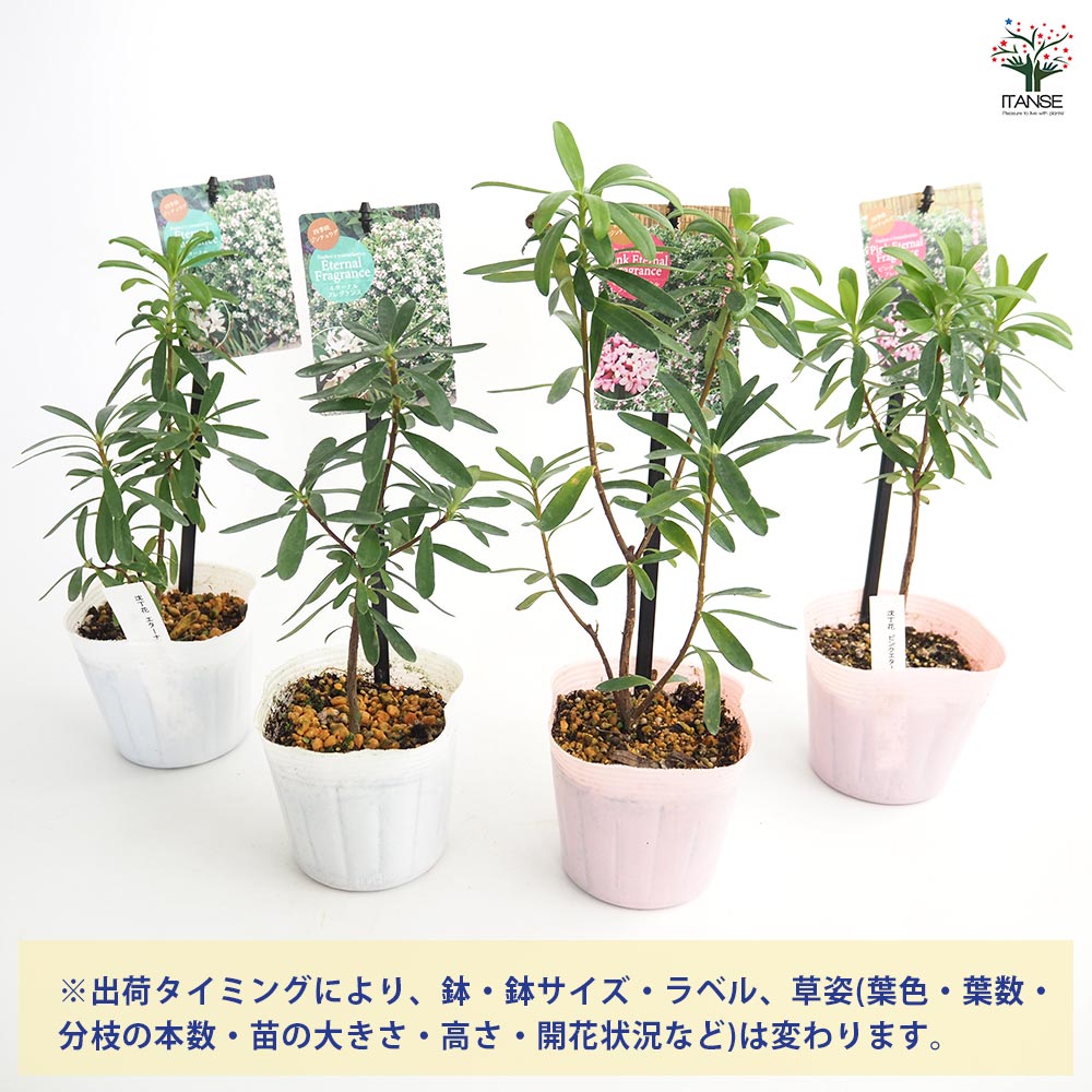 四季咲きジンチョウゲ エターナル【花木苗 3.5号】｜ 【植物の