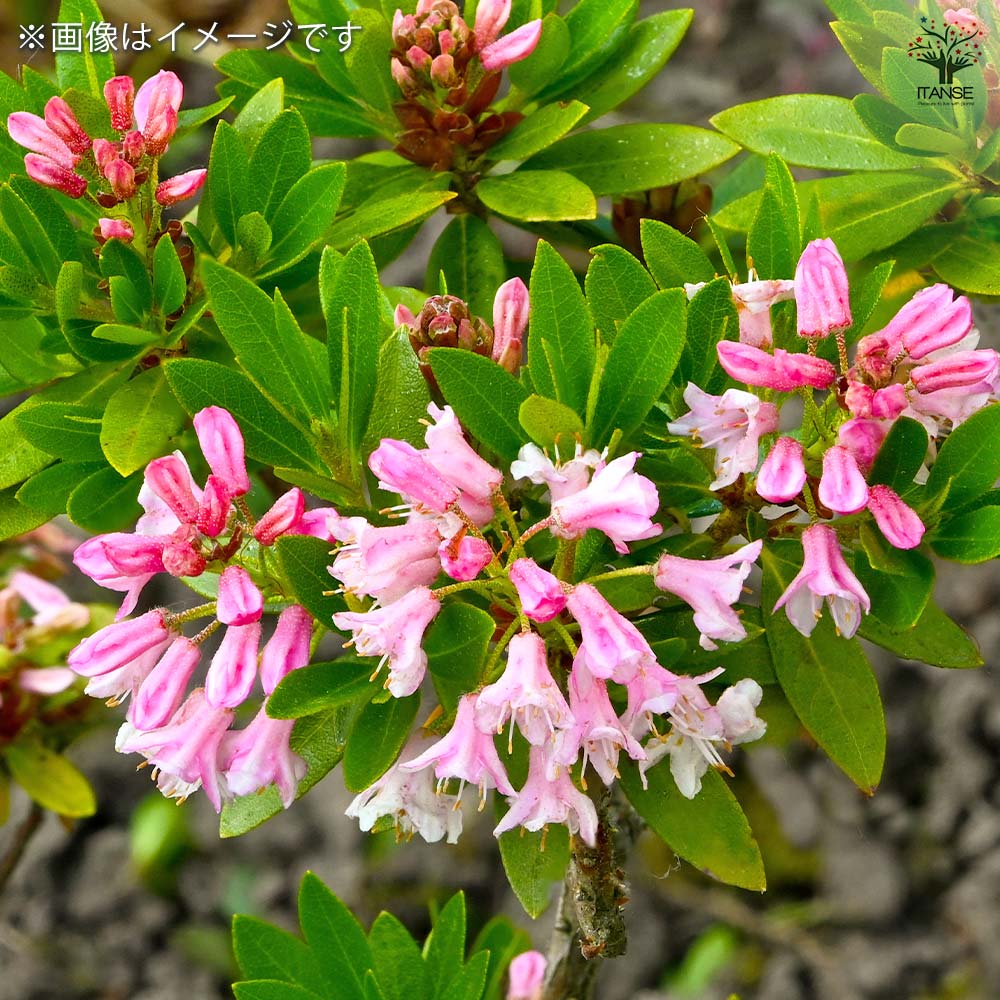 四季咲きジンチョウゲ エターナル【花木苗 3.5号】｜ 【植物の