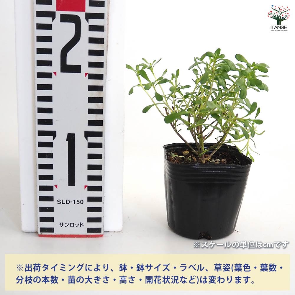 宿根イベリス マジカルサマーバイブス 【花苗 3号】｜ 【植物の