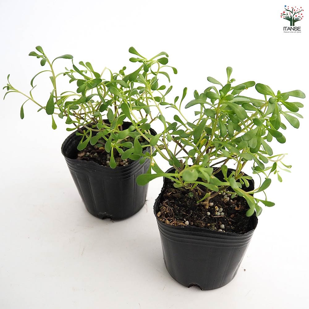 イベリス 宿根イベリス マジカルサマーバイブス 【花苗 3号】｜ 【植物の