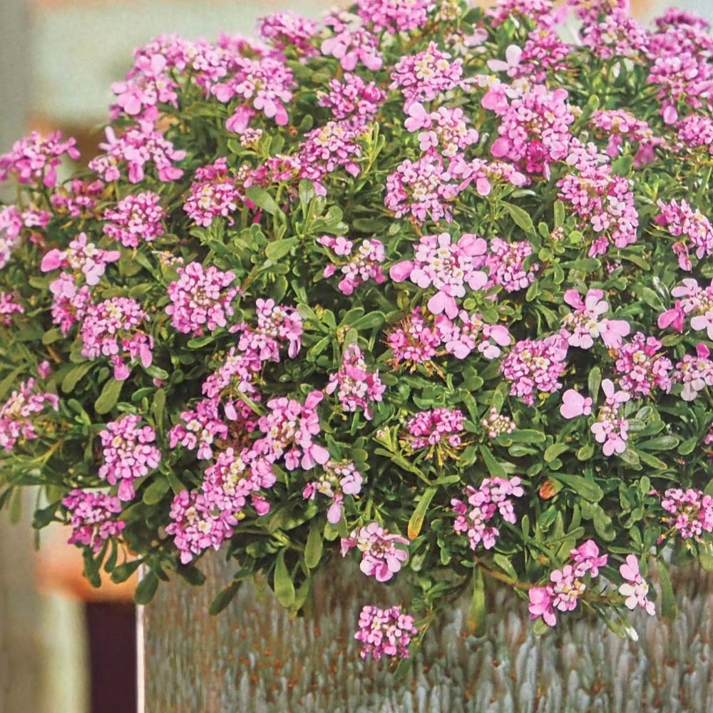 宿根イベリス マジカルサマーバイブス 【花苗 3号】