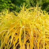 ソリダゴ ヒディゲイゲイ 【花苗 3号】|花苗