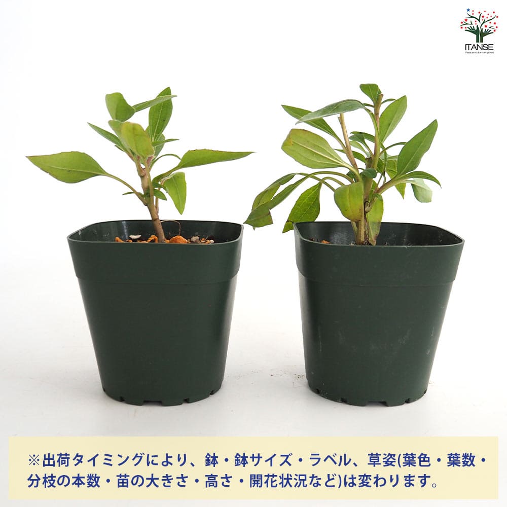 同梱包苗　エキナセア苗 同梱包苗 エキナセア苗 同梱包苗 エキナセア苗 エキナセア苗3点セット