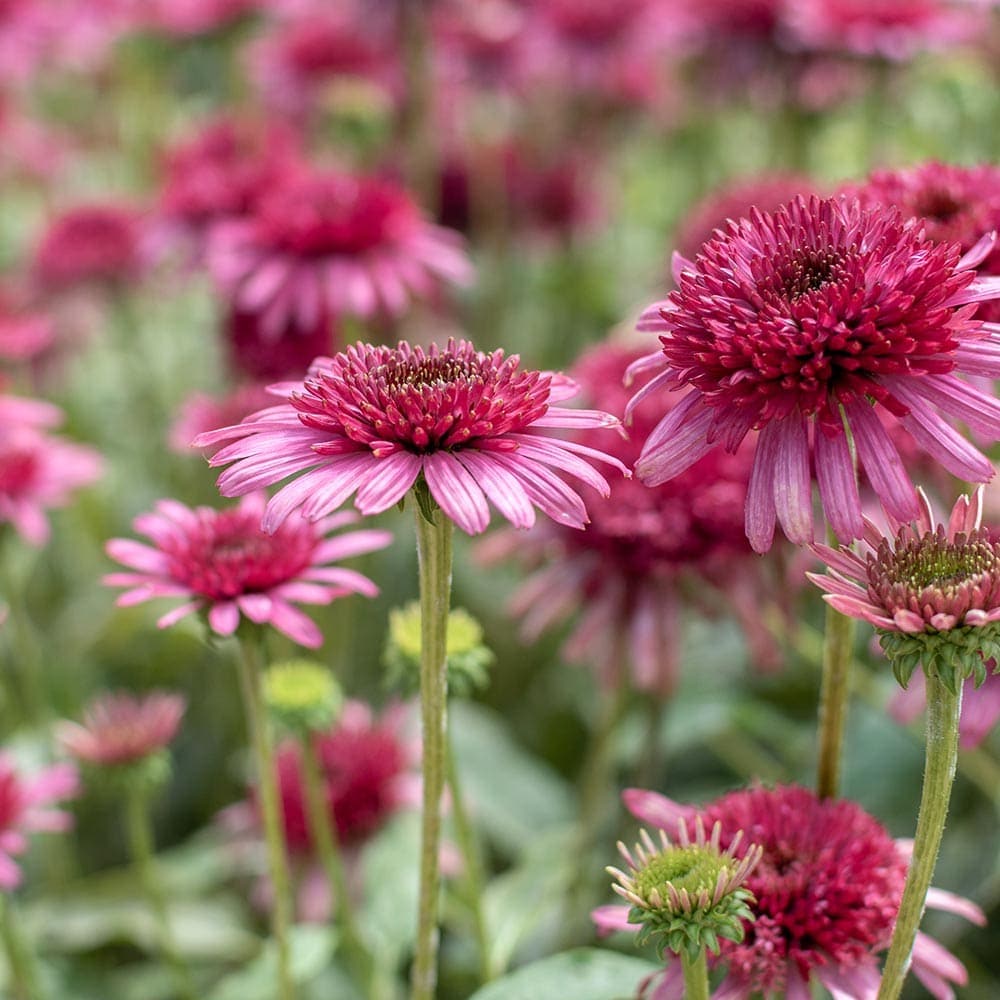 エキナセア デリシャスキャンディー 【花苗 3.5号】