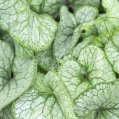 ブルンネラ ジャックオブダイヤモンド 【花苗 3.5号】|花苗