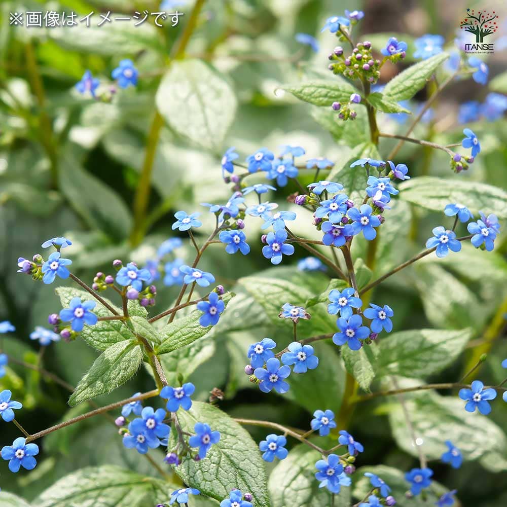 ブルンネラ ジャックオブダイヤモンド 【花苗 3.5号】｜ 【植物の