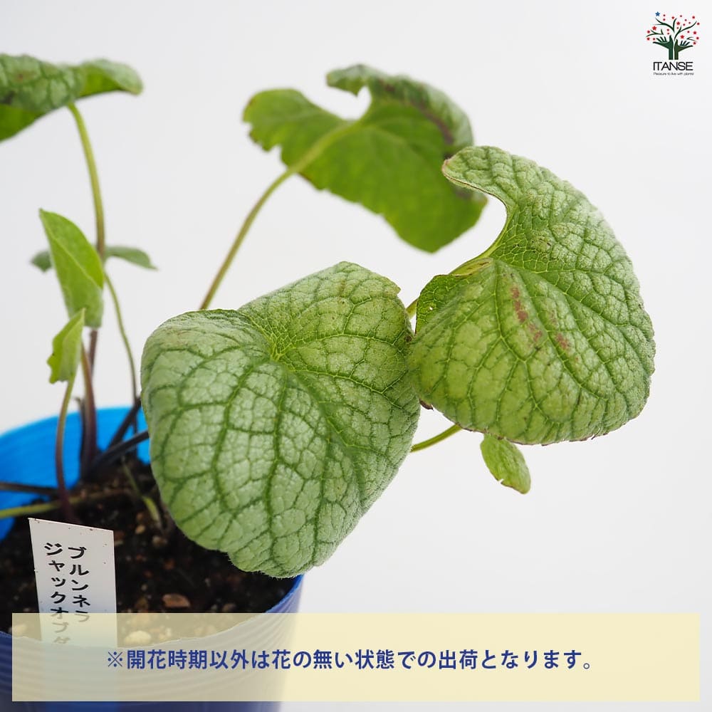 ブルンネラ ジャックオブダイヤモンド 【花苗 3.5号】｜ 【植物の