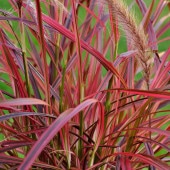 ペニセタム ファイヤーワークス 【花苗 5号／1個売り】|花苗