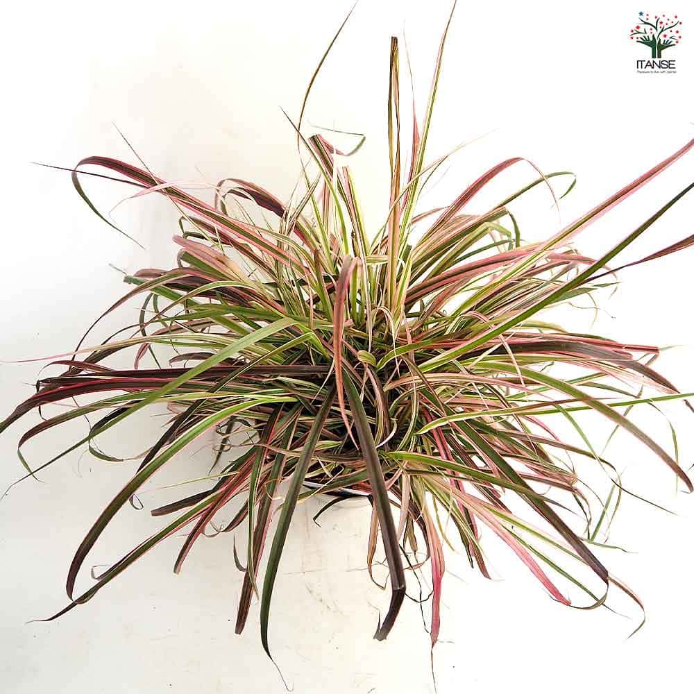 ペニセタム ファイヤーワークス 【花苗 5号／1個売り】｜ 【植物の