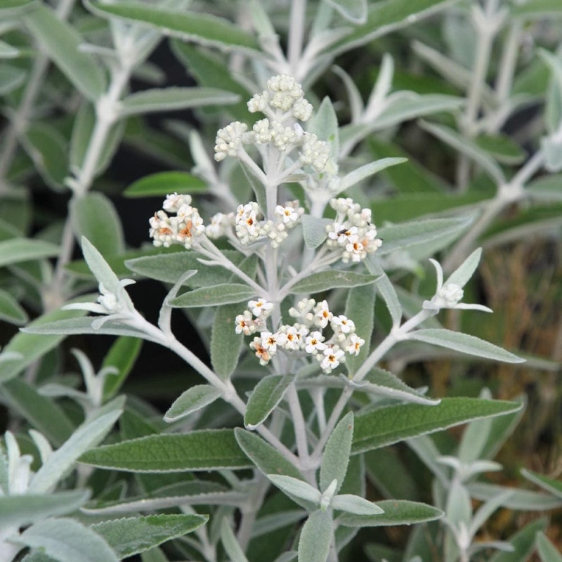 クレマチス パープレア プレナエレガンス 【花苗 4号／1個売り