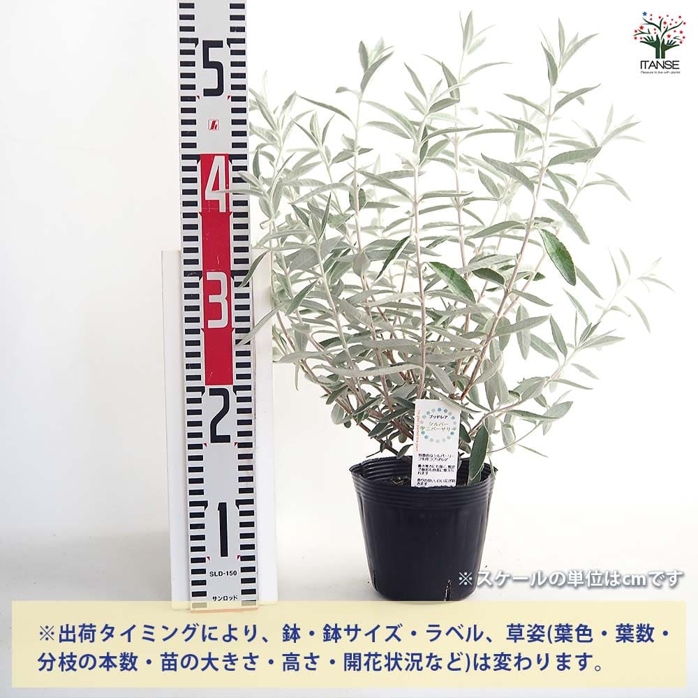 ブッドレア シルバーアニバーサリー 【花木苗 5号／1個売り】｜ 【植物