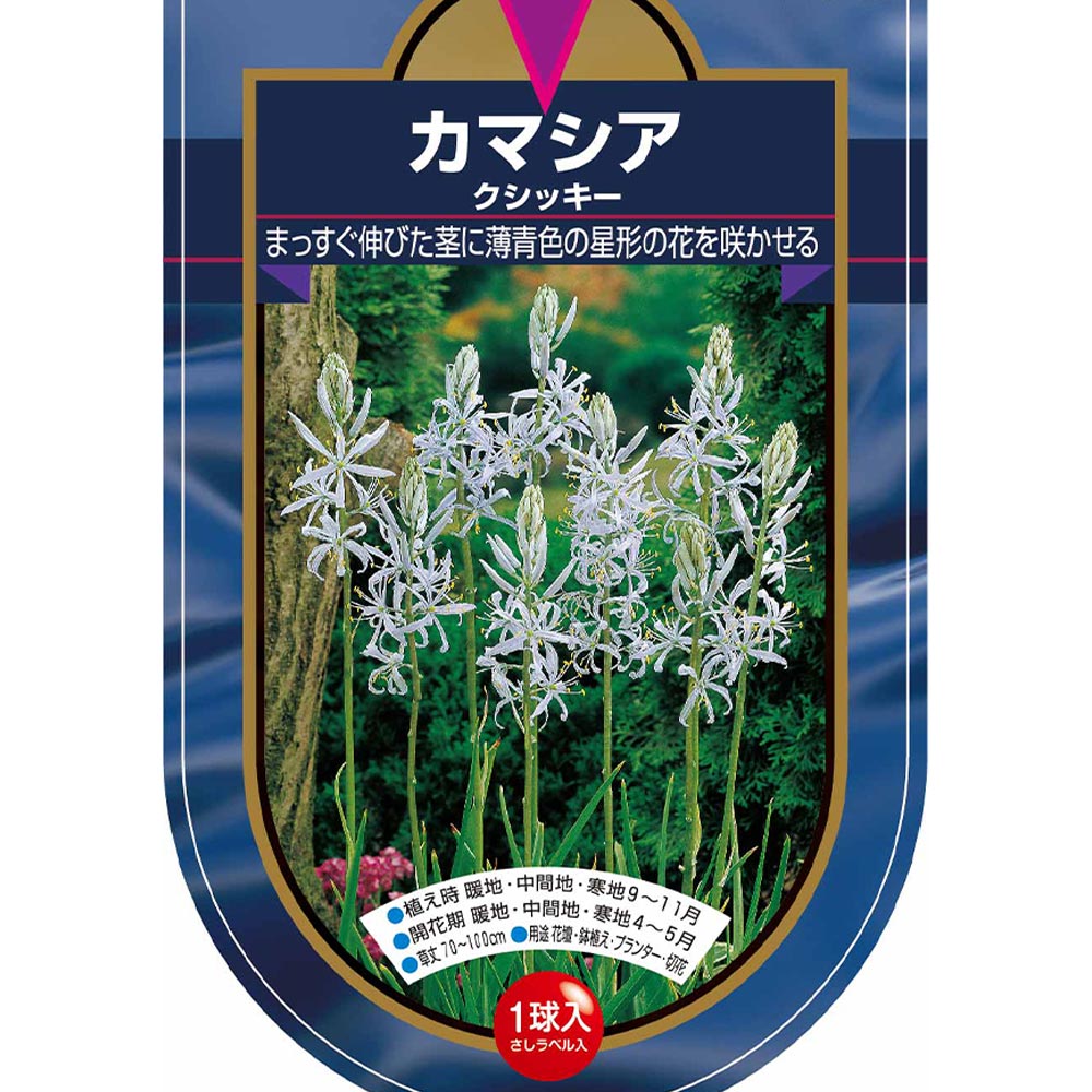 花球根 カマシア クシッキー 【花球根 1球】