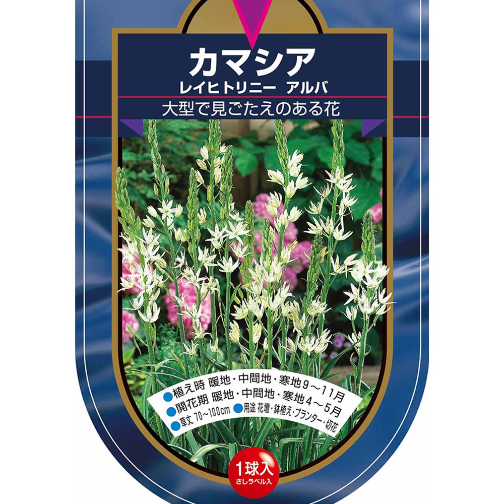 花球根 カマシア レイヒトリニー アルバ 【花球根 1球】