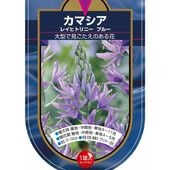 花球根 カマシア レイヒトリニー ブルー 【花球根 1球】|花球根|球根類