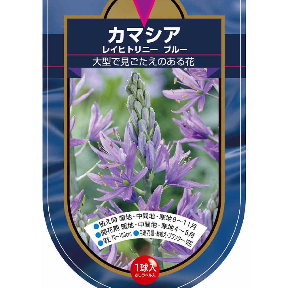 花球根 カマシア レイヒトリニー ブルー 【花球根 1球】
